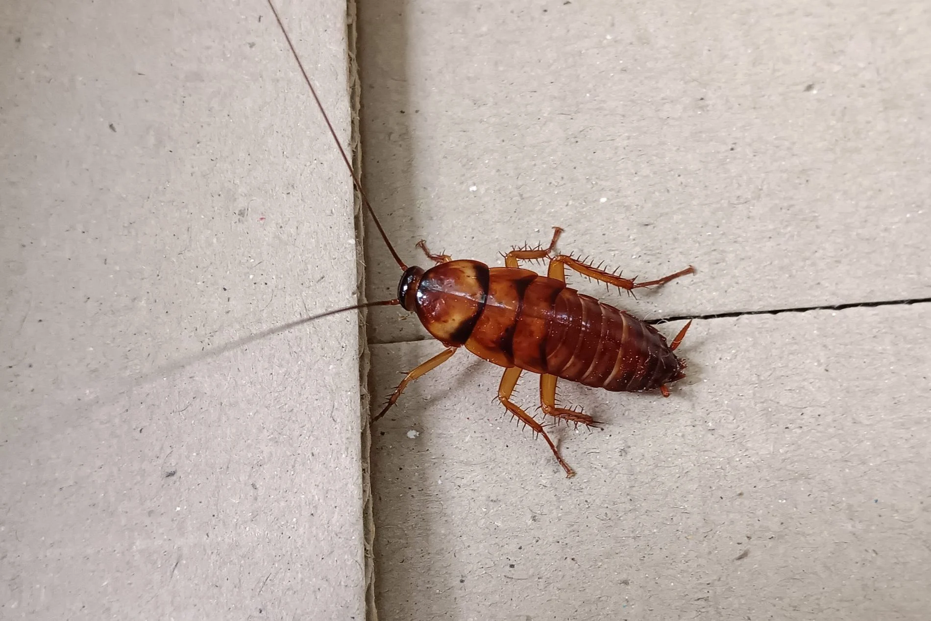A cockroach on a tiled floor near a corner junction.
