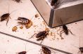 Cockroaches congregating on a floor with crumbs near a baseboard.