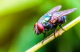 A close-up of a housefly perched on a green stem.