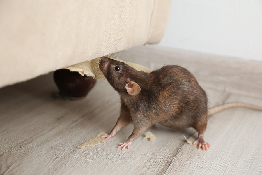 A brown rat peering out from under a torn sofa.