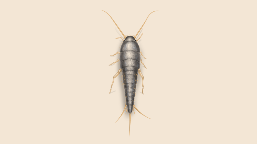 Illustration of a silverfish on a pale background.