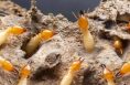 Close-up of termites on decaying wood.