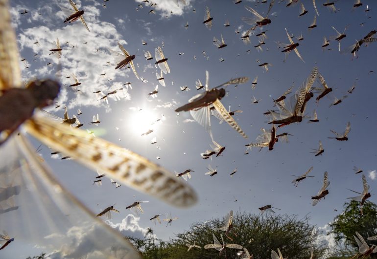 Swarm of locusts against the sky, with sunlight shining through their wings.