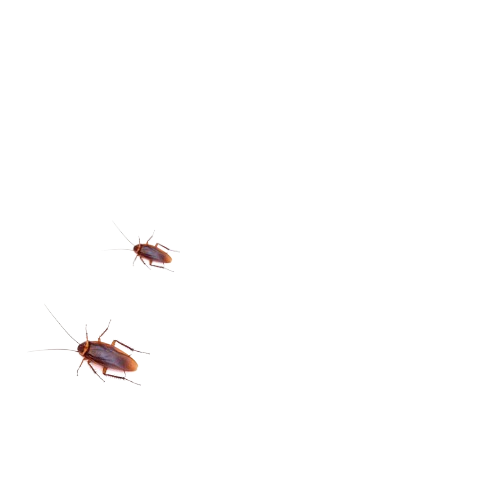 Two cockroaches on a plain background.